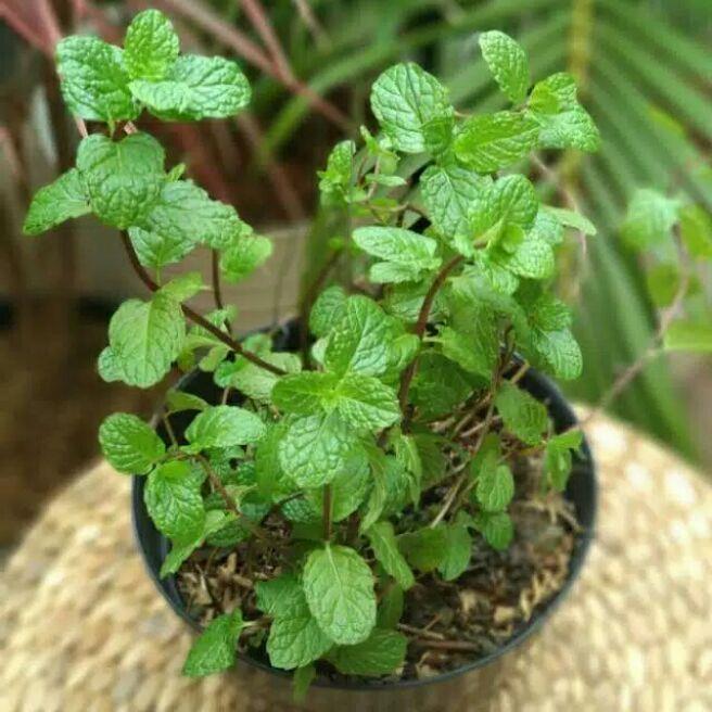tanaman herbal daun mint