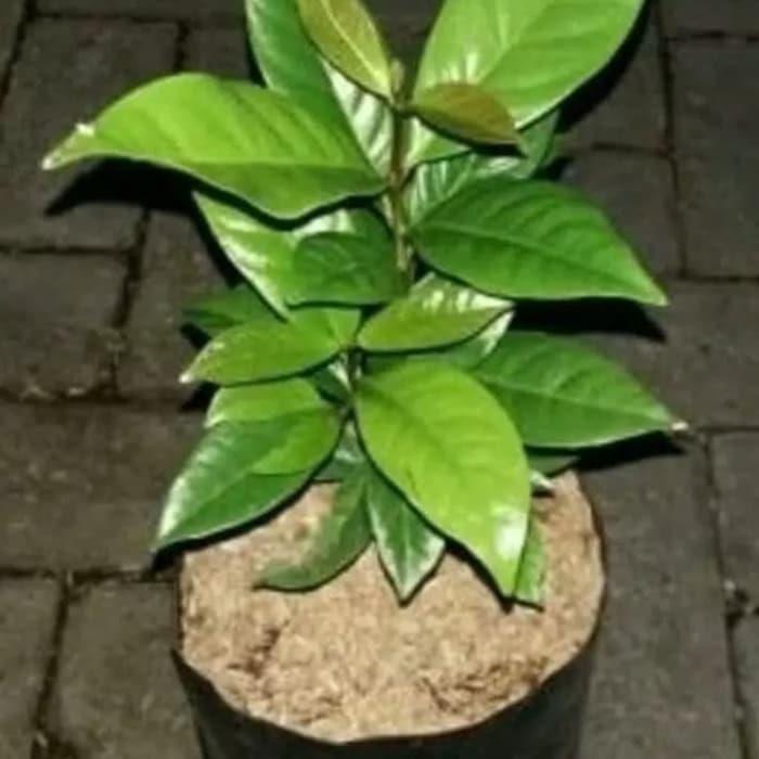 paket 4 pcs bibit daun salamdaun bumbu masakan