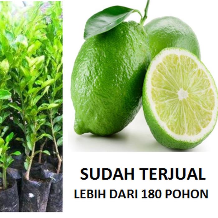 Bibit Jeruk Nipis Bibit Jeruk Nipis Original Flora Pohon Jeruk