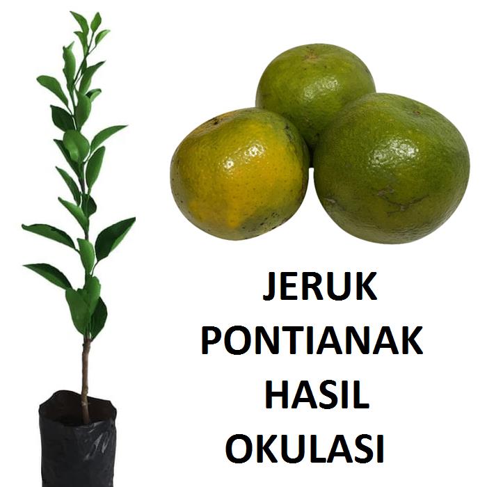 Bibit Jeruk Pontianak Tanaman Buah Jeruk Okulasi Lebih Cepat Berbuah