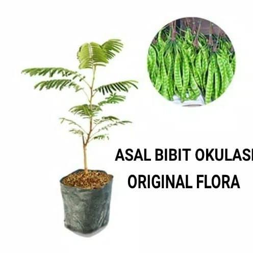 Bibit Tanaman Pete Bibit Petai Unggul Pohon Petai Pohon Pete