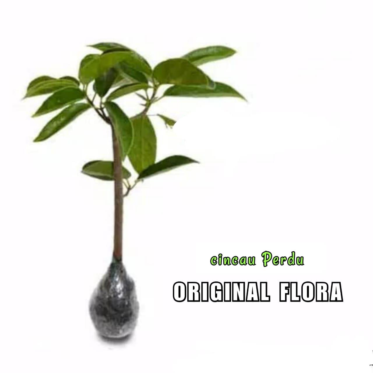 Bibit Tanaman Daun Cincau Hijau Cincau Perdu Cincau Pohon