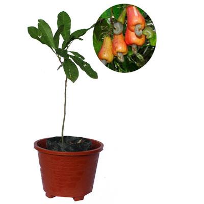 Jual Bibit Jambu Mede Bibit Jambu Monyet Pohon Jambu Mede