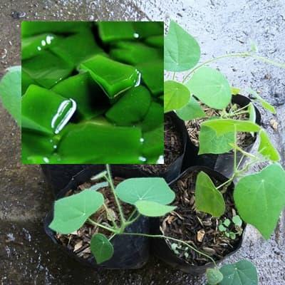 Jual Bibit Daun Cincau Bulu Cincau Rambat Cincau Hijau Bibit Cincau