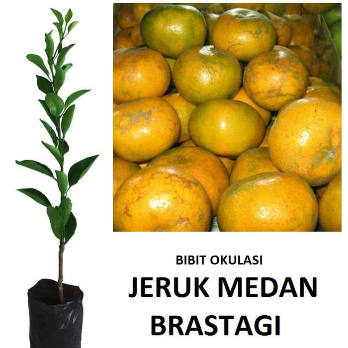 jual Bibit Jeruk Medan Tanaman Buah Jeruk Okulasi Lebih Cepat Berbuah