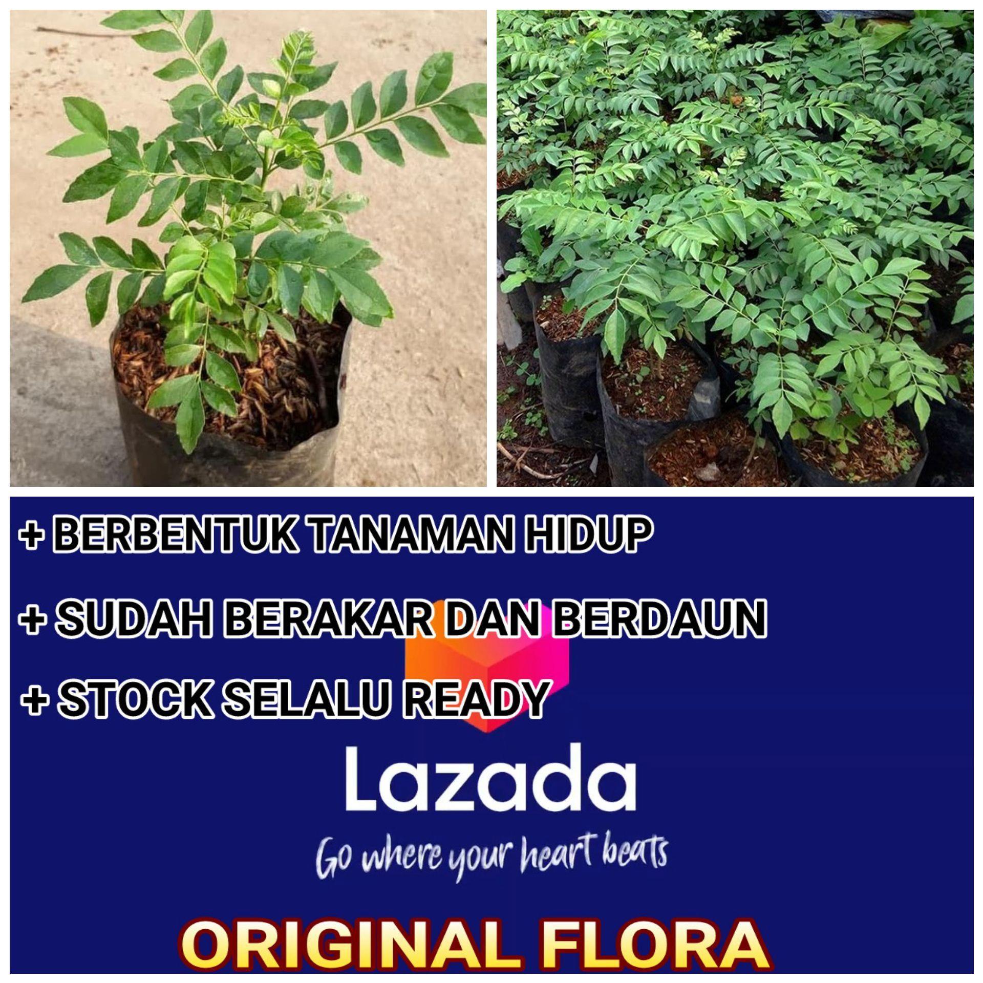 Jual Bibit Daun Kari Salam Koja Temurui Wild Curry Leaves ( Tanaman Hidup )
