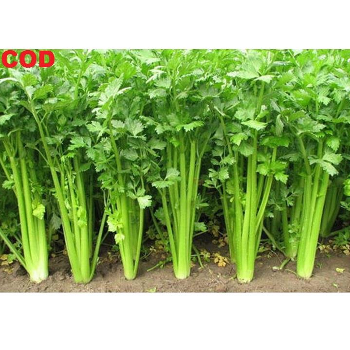HARGA GROSIR - 100 bibit / benih / Biji Seledri - Seeds Sayur sledri - TOKO RANITASHOP GROSIR