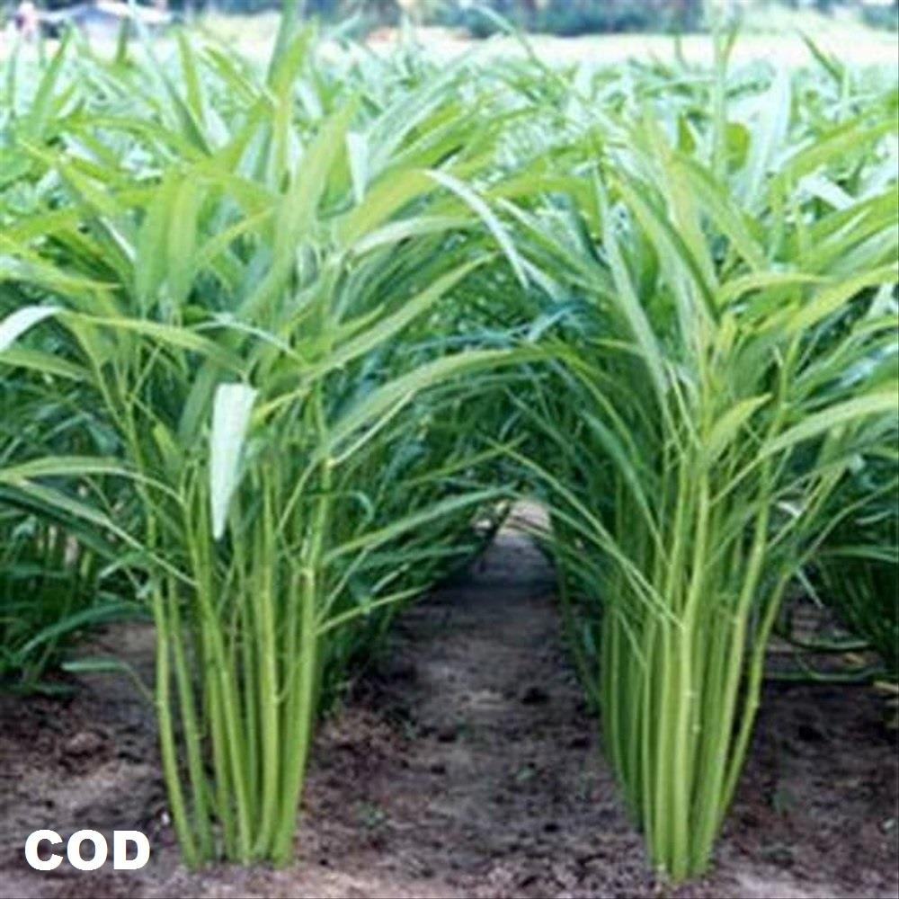 BIG SALE - 500 Bibit / benih / biji kangkung darat - kangkung bangko - bibit sayurk