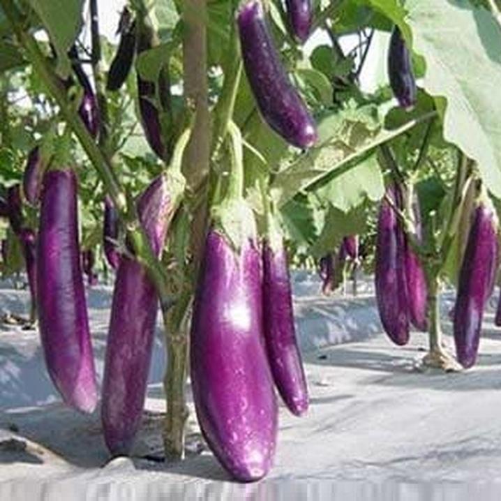 RANITASHOP GROSIR - 20Biji / Benih / bibit TERONG UNGU PANJANG bibit buah / bibit sayur