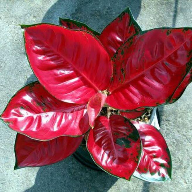 TERLARIS!!!Aglonema Red Anjamani Maroon/Quen (FREE POT + OSMOCOT)