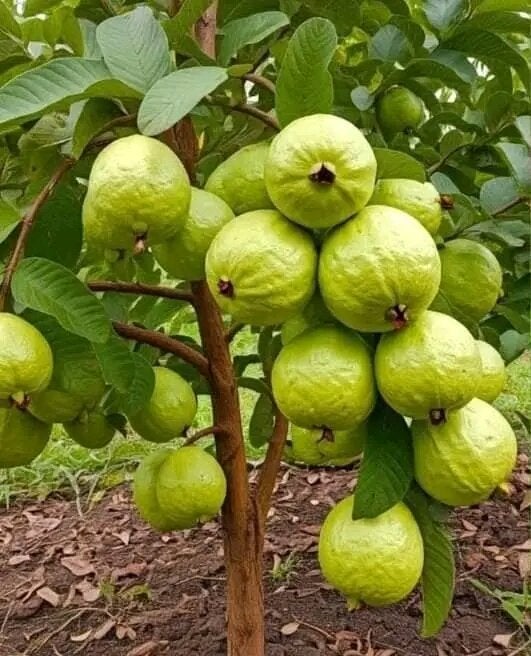 Selamat Datang Ditoko Kami Bibit Jambu Kristal Putih🌱 Keunggulan dari Jambu ini adalah rasanya yang manis dengan tekstur renyah dan berdaging tebal. Meski Pun jambu biji namun jambu ini sangat minim biji bahkan nyaris ukuran besar