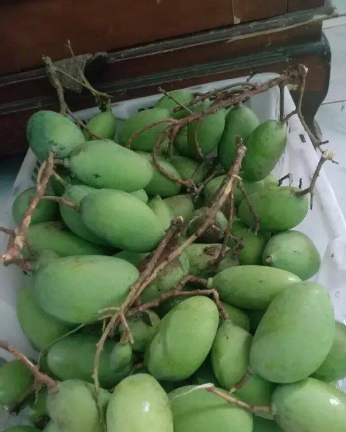 mangga mana lagi mentah muda kriuk 1kg