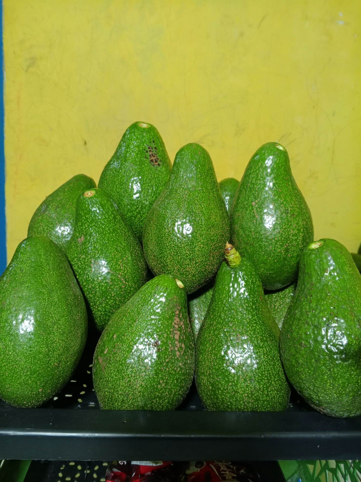 Alpukat mentega premium super varian 500 gram