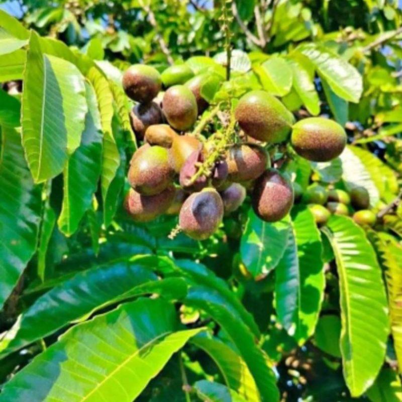 bibit matoa cangkok siap berbuah