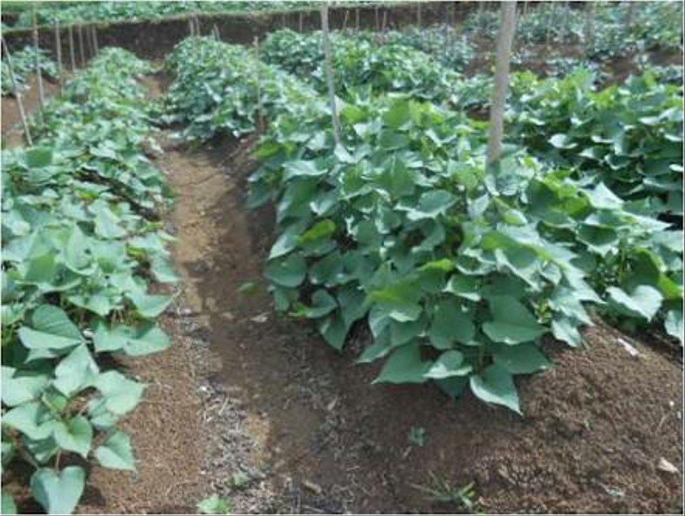 25PCS BIBIT STEK UBI JALAR UNGU ORIGINAL DAUN UNGU KULIT UMBI UNGU DAGING UMBI UNGU [PAKET 25 STEK]