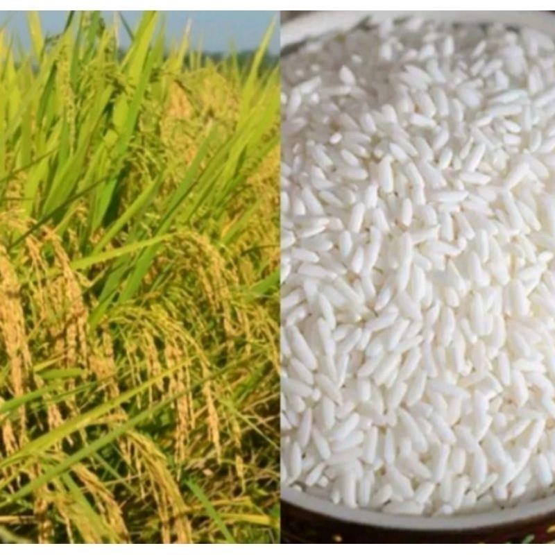1 KG BENIH PADI KETAN PUTIH GRENDEL SUPER (MINA JAYA)