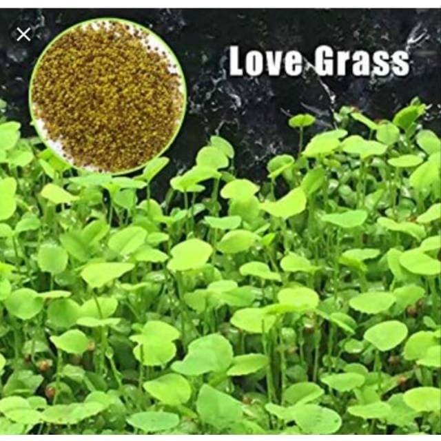 Amefurashi Biji Benih Small Leaf Grass Carpet Seed Aquascape Aquarium Plant Seed
