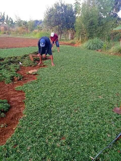 jual rumput gajah mini ukuran 1 meter x 1 meter