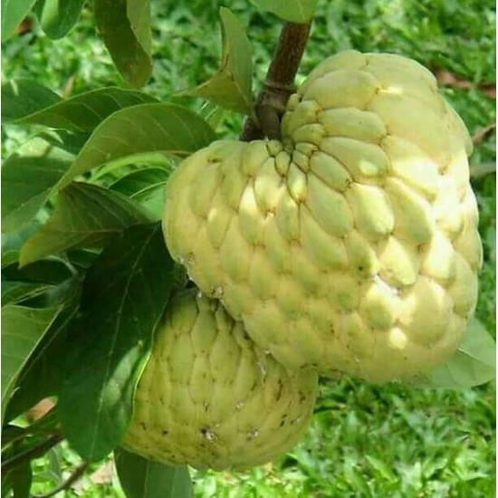 BIBIT BUAH SRIKAYA JUMBO