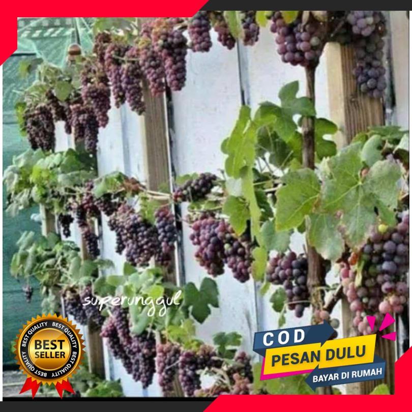 Bibit Anggur Caroline Super Cepat Berbuah