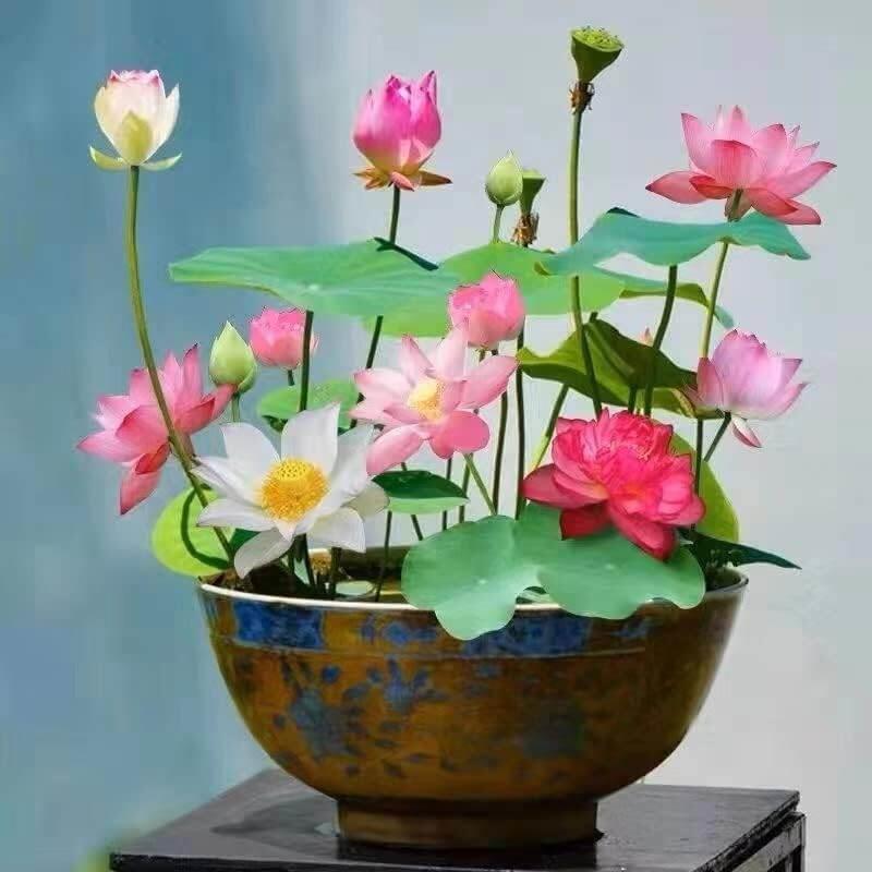 benih biji teratai lotus pink bowl 50 butir