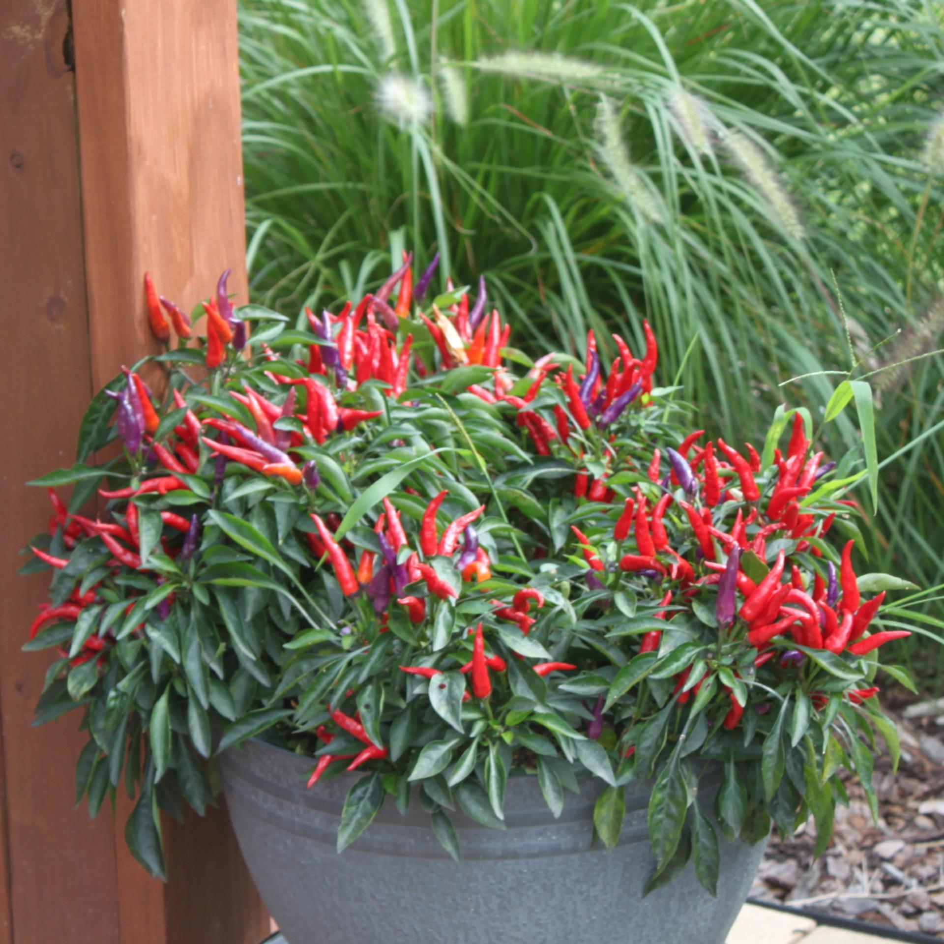 Amefurashi 10 Benih Cabe Sangria Seed Hot Pepper Pedas Ornamental Pepper