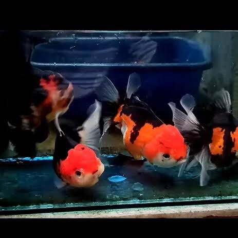 koki panda tri colour isi 5 dekorasi aquarium