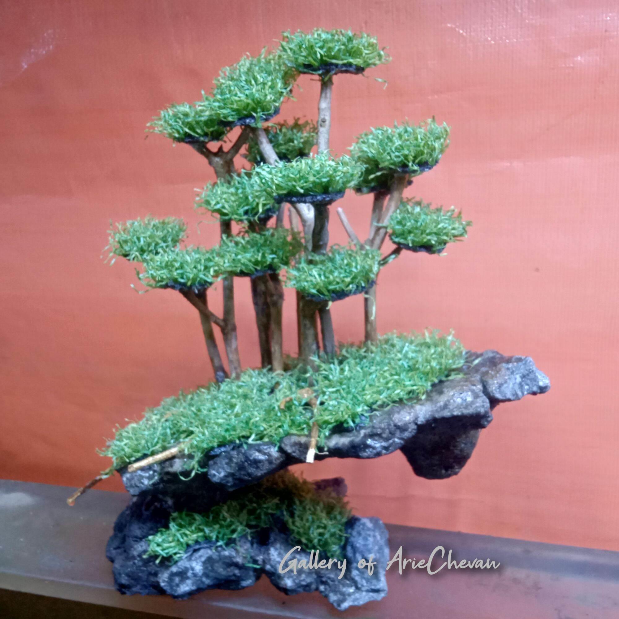 hiasan aquarium tema bonsai hutan diatas tebing dekorasi aquascape hardscape bonus moss