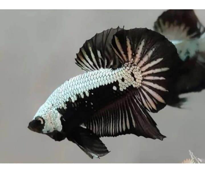 kebutuhan akuarium aksesoris akuarium yellow dragon j