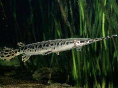 Hiasan Aquarium Florida Gar