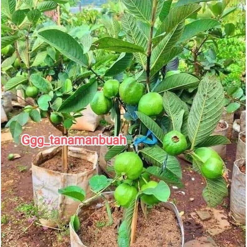 Bibit Jambu Kristal Non Biji Kondisi Sudah Berbuah