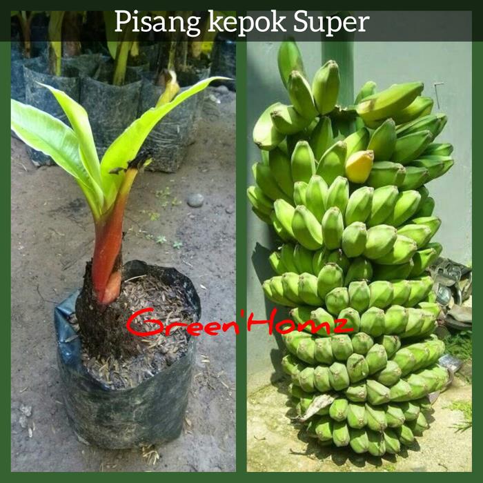BIBIT PISANG KEPOK ASLI SIAP TANAM