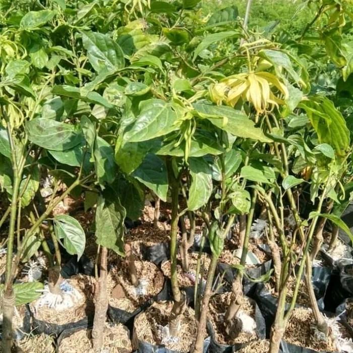 TANAMAN BUNGA KENANGA JUMBO