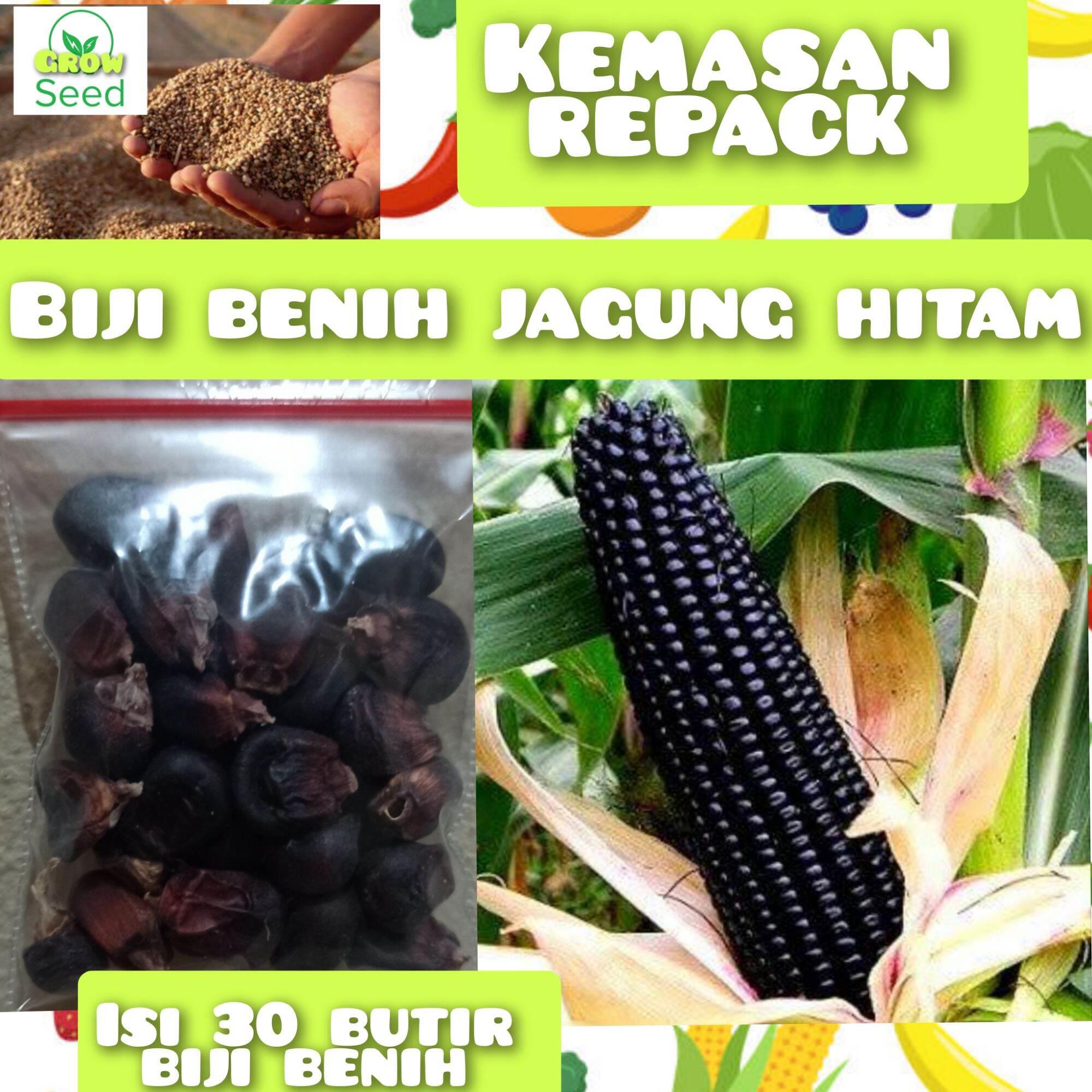 30 BUTIR BIJI BENIH JAGUNG HITAM