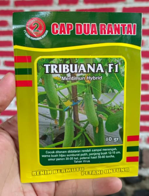 10 gr Benih Timun lalap Hibrida Tribuana F1 CAP DUA RANTAI