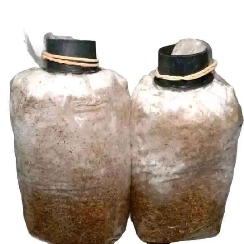 Bibit jamur tiram putih f2 plastik