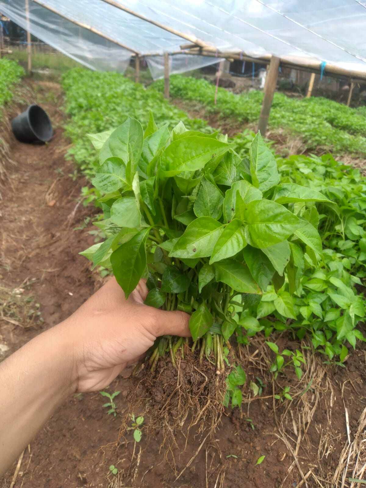 50 pohon rawit setan cabut siap tanam ( tidak pllybag )
