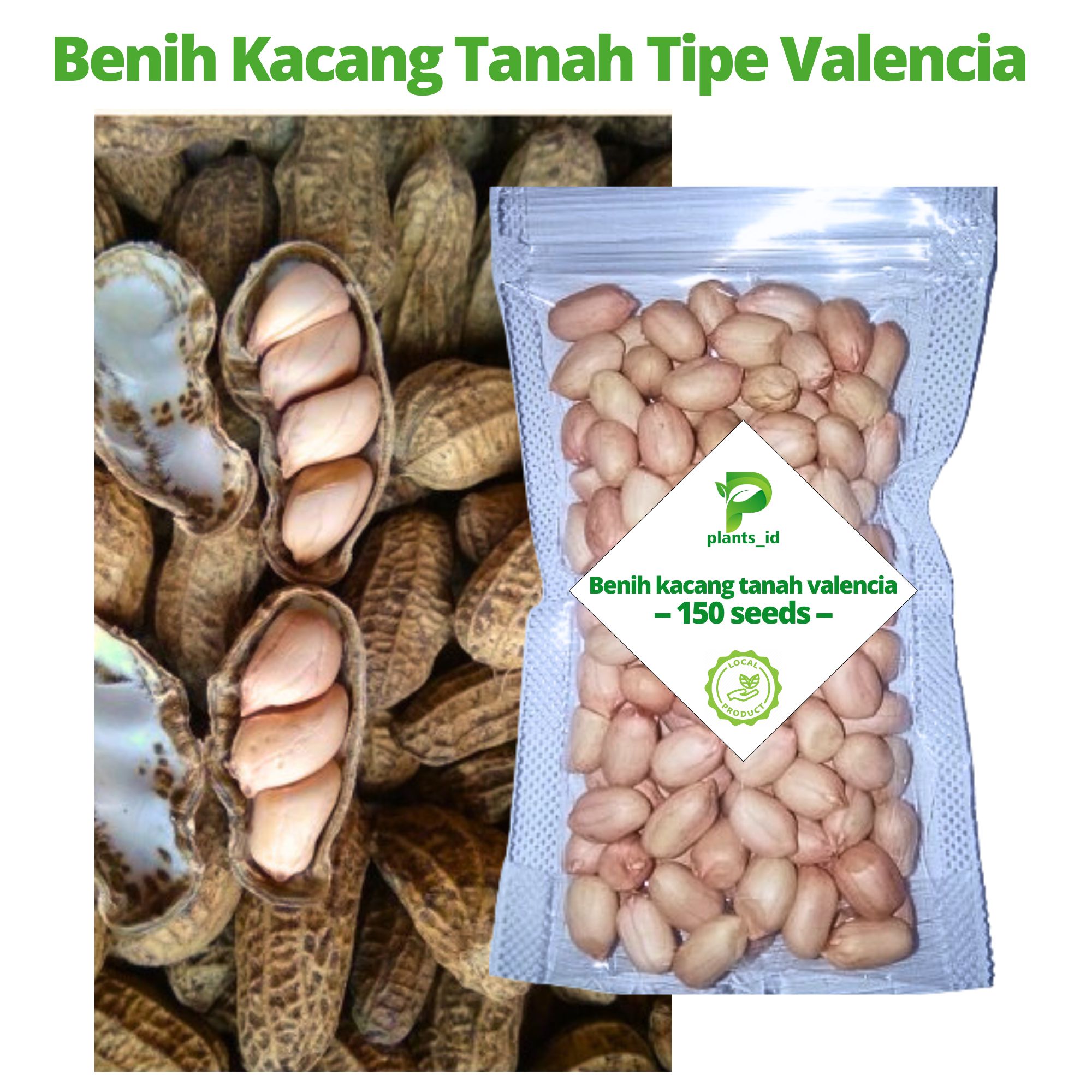 benih bibit kacang tanah valencia kualitas unggul