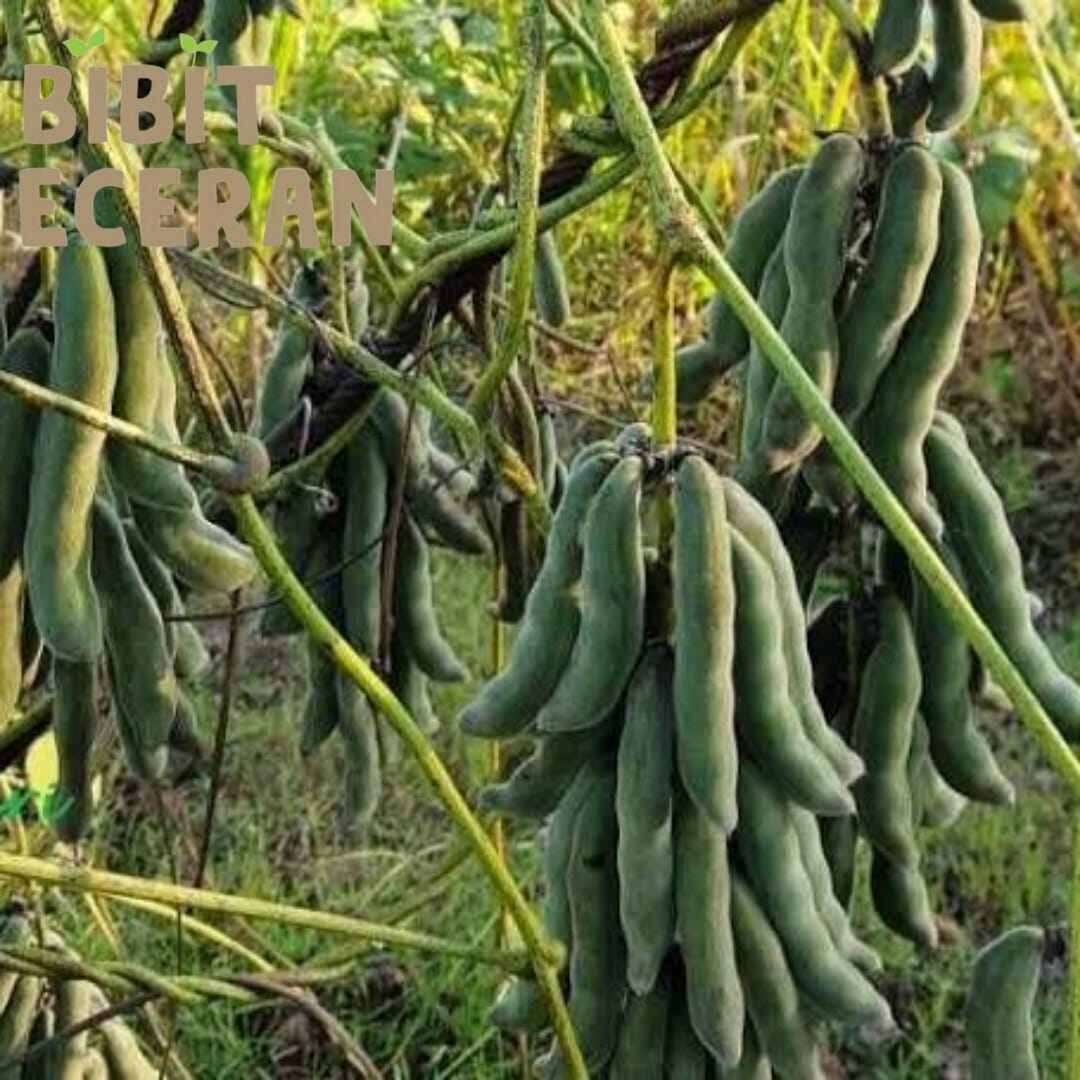 25 BUTIR BIJI / BENIH KACANG KORO BENGUK