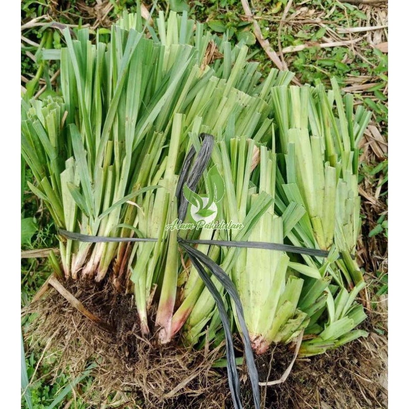Bibit Rumput Setaria 1 kg isi Banyak / Demplot Pakan Ternak / Rumput Santaria