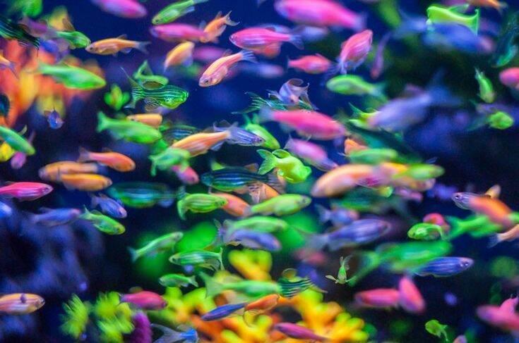 Danio full warna warni 30pcs hiasan akuarium