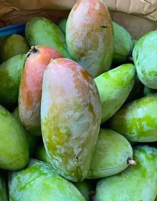 mangga kiojay mengkel tua 1kg murah