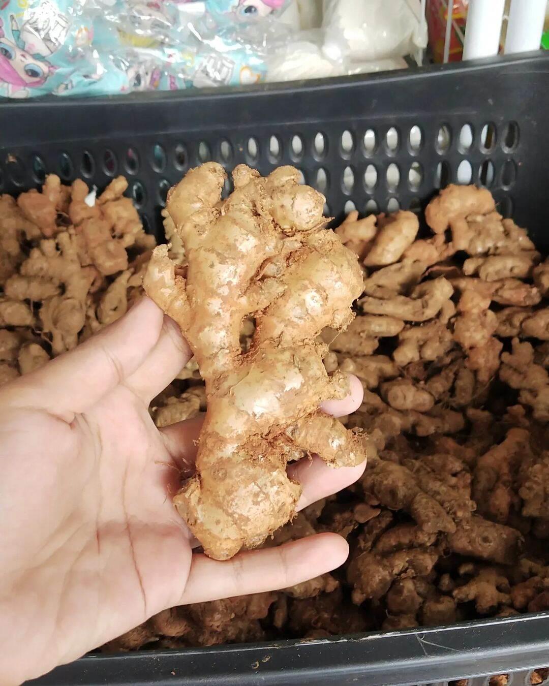 JAHE EMPRIT SEGAR 1KG CUCI BERSIH
