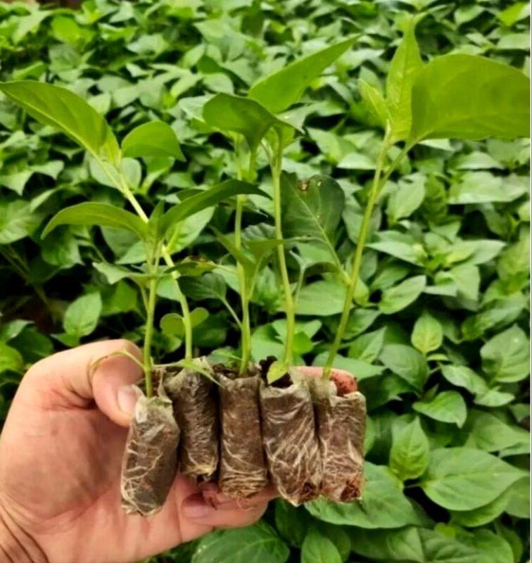 Paket 10 Bibit/Benih Cabe Rawit Merah Siap Tanam