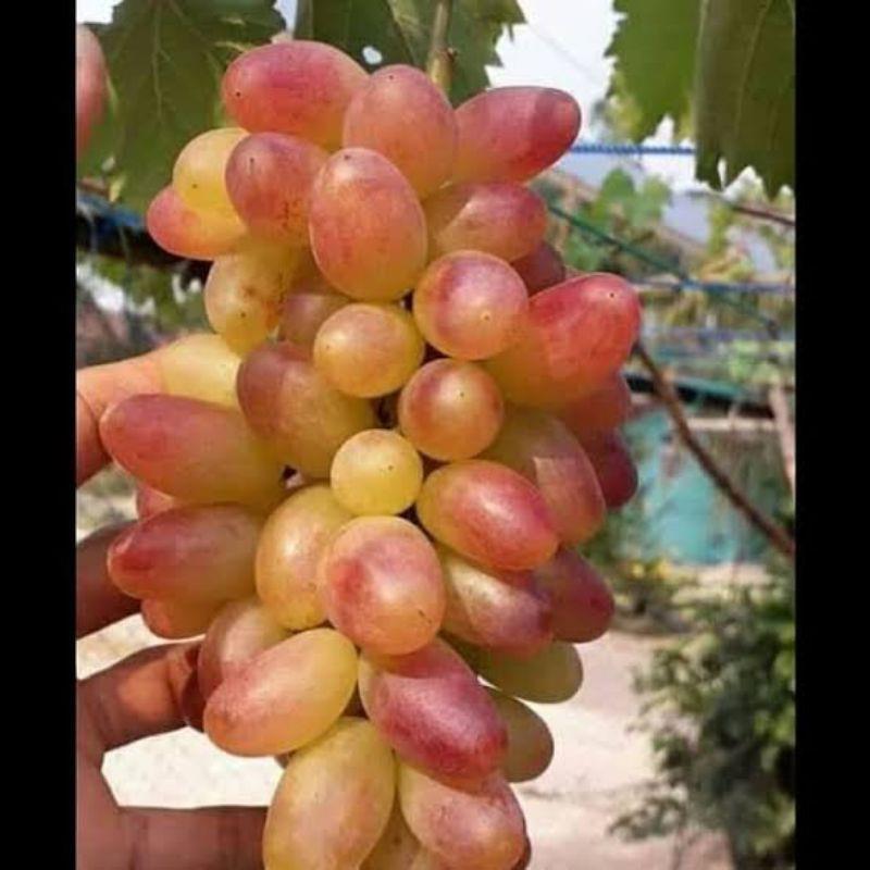 BIBIT ANGGUR IMPORT TRANSFIGURATION