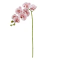 Rogue Phalaenopsis Orchid Pink 76cm