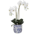 Rogue Phalaenopsis In Lucille Pot 60cm