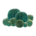 Abyss & Habidecor Cactus Bath Rug 90x140cm