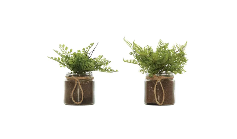 Swing Gift FERN in 2 Jars