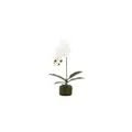Swing Gift Tiffany Base Root Orchid - White